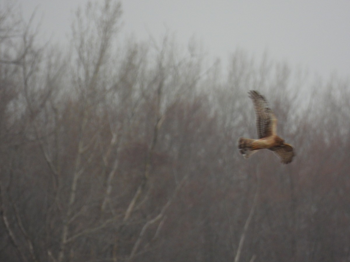 Northern Harrier - ML632589259