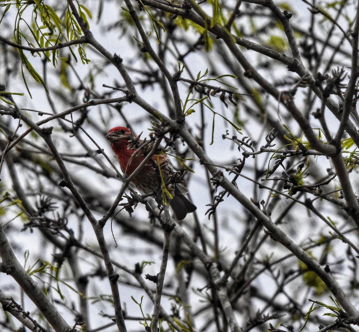 House Finch - ML632589268