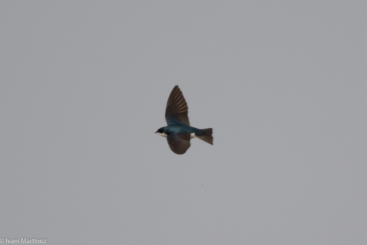 Tree Swallow - ML632589271