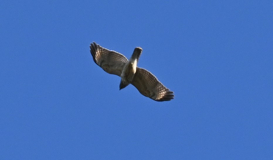 Red-shouldered Hawk - ML632589278