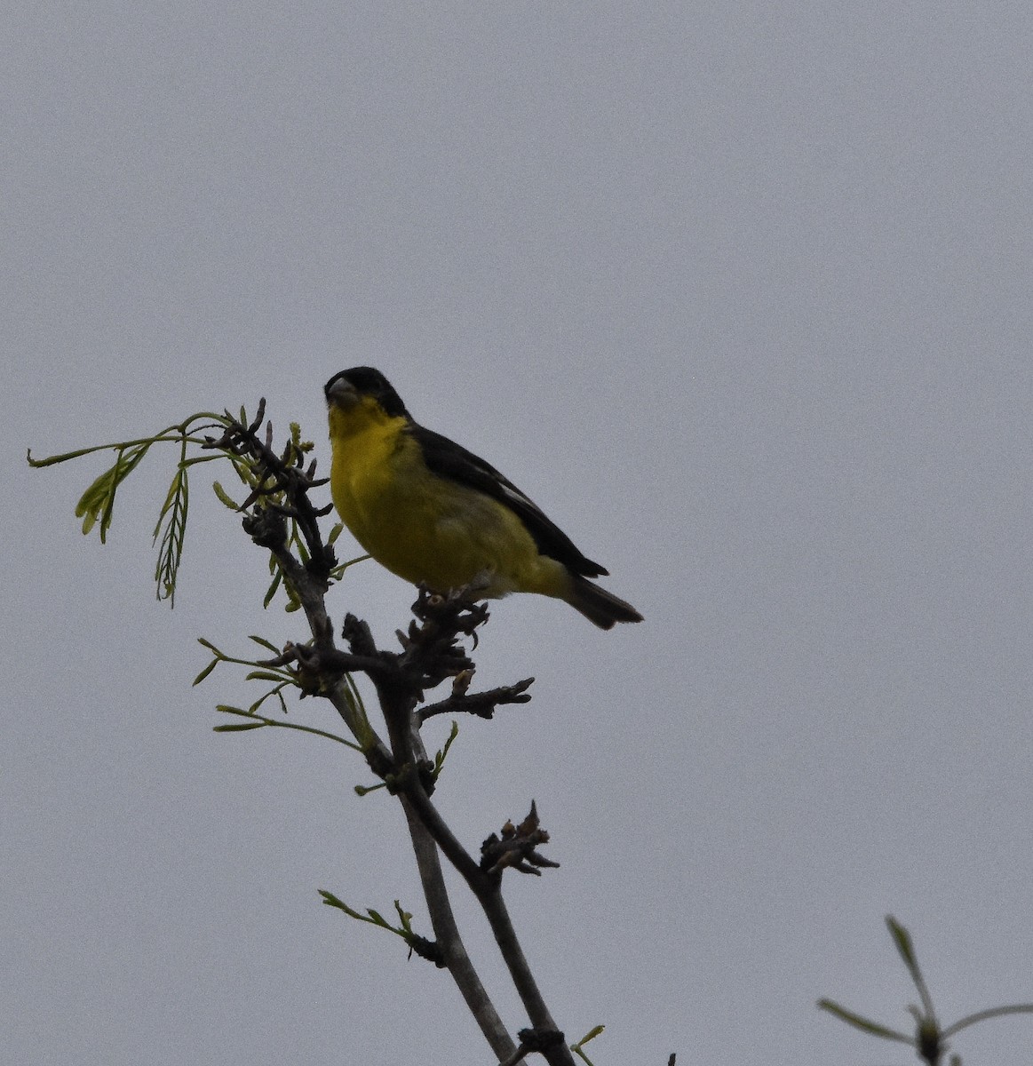 Lesser Goldfinch - ML632589300