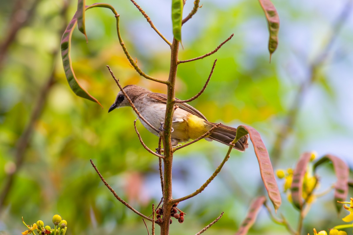 Yellow-vented Bulbul - ML632589324
