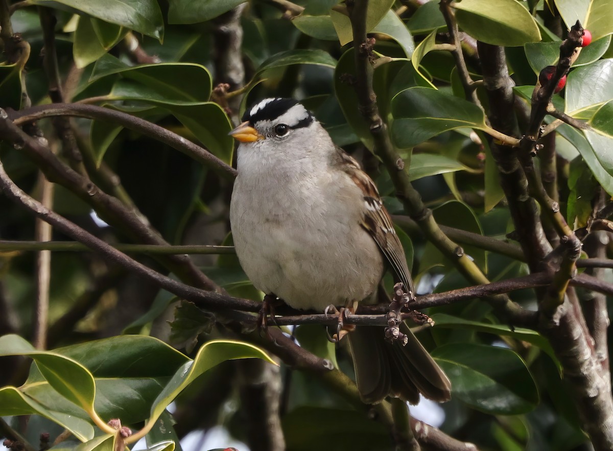 White-crowned Sparrow - ML632589327