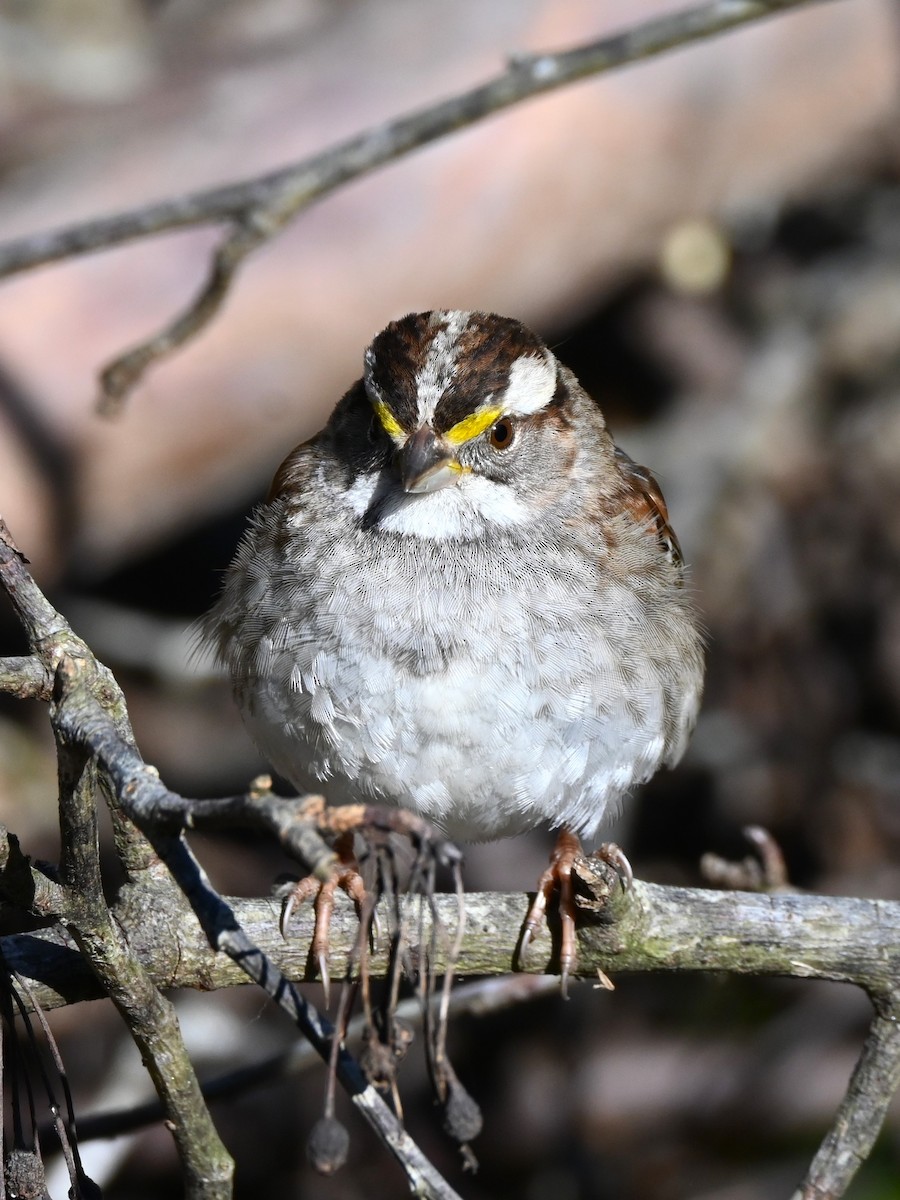 White-throated Sparrow - ML632589352