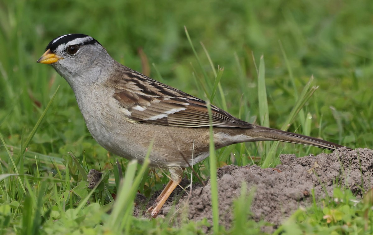White-crowned Sparrow - ML632589353