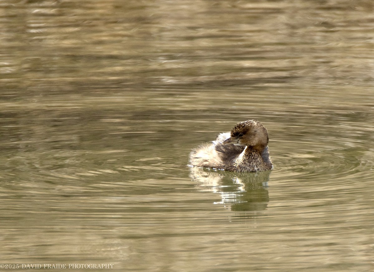 Pied-billed Grebe - ML632589376