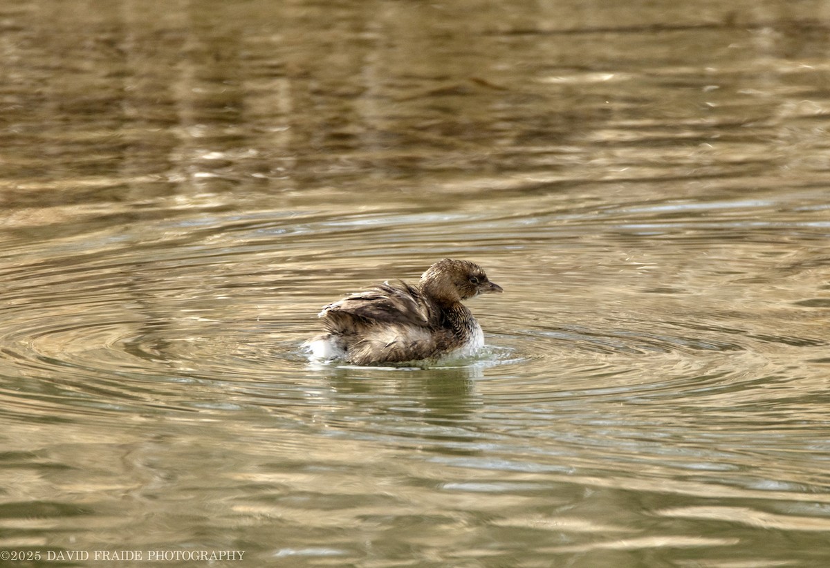 Pied-billed Grebe - ML632589377