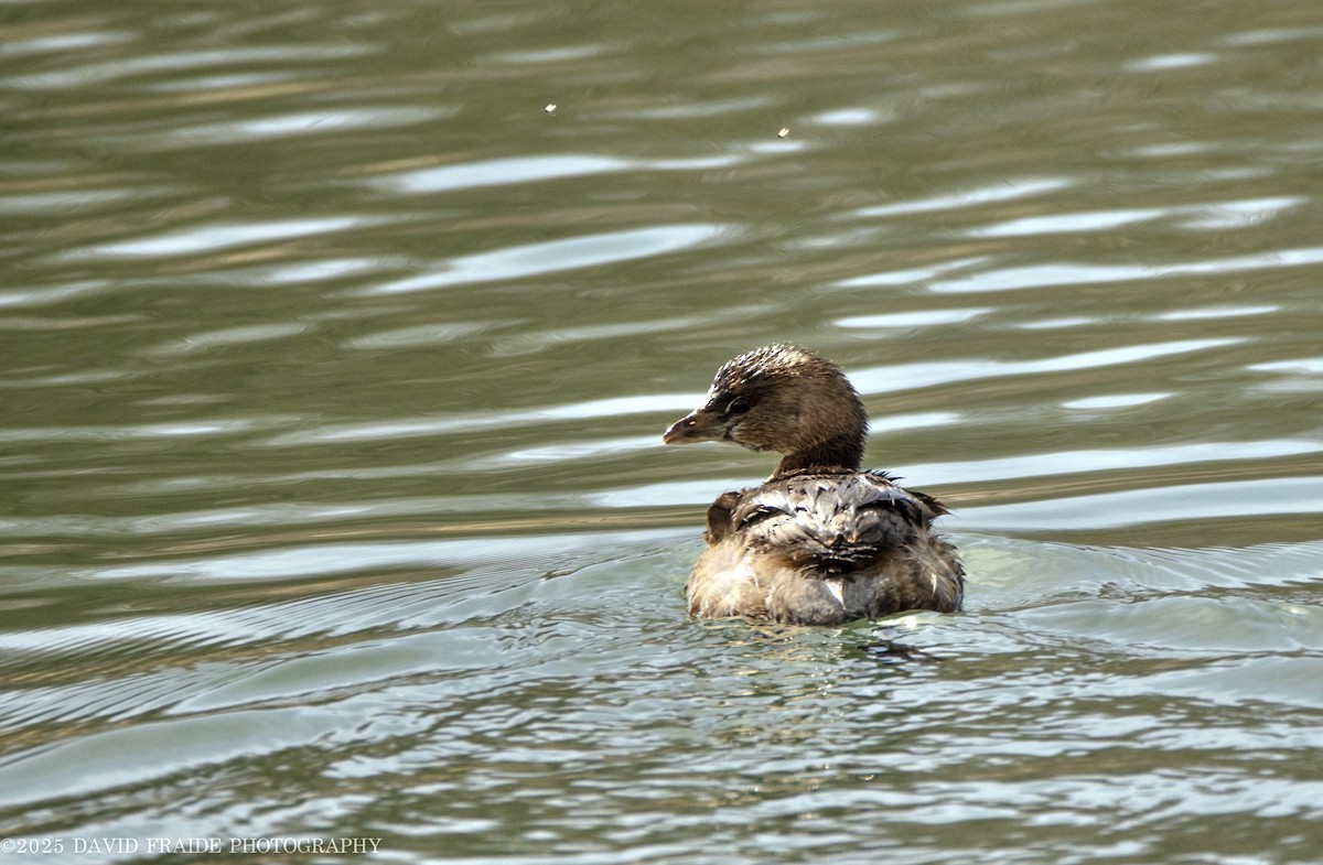 Pied-billed Grebe - ML632589378