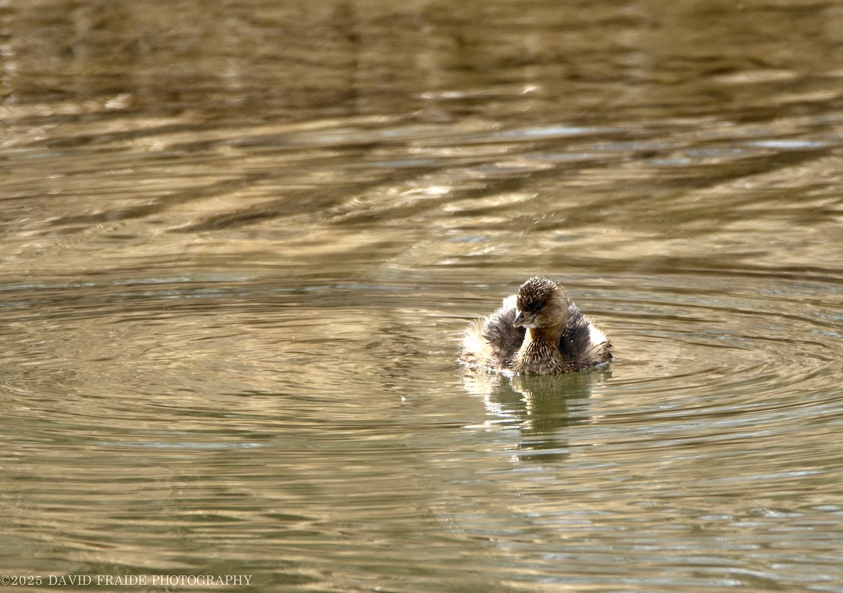 Pied-billed Grebe - ML632589379