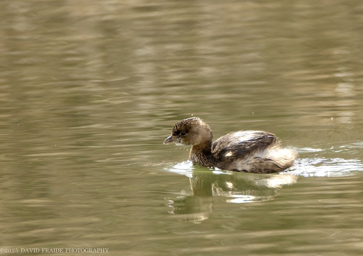Pied-billed Grebe - ML632589380