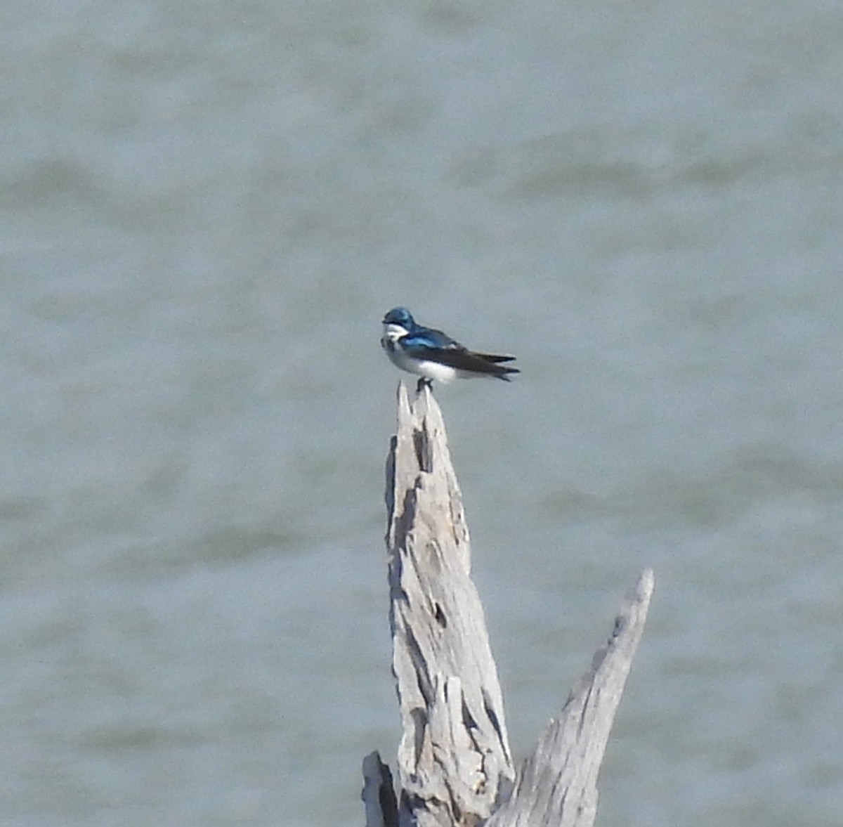 Tree Swallow - ML632589413