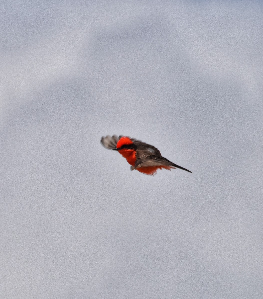 Vermilion Flycatcher - ML632589422