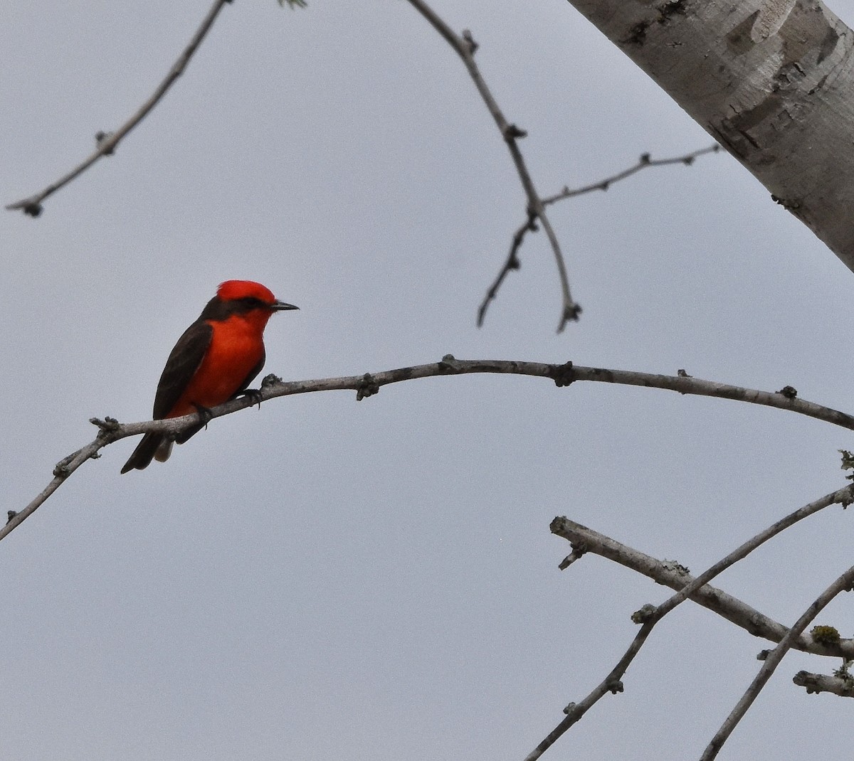 Vermilion Flycatcher - ML632589445