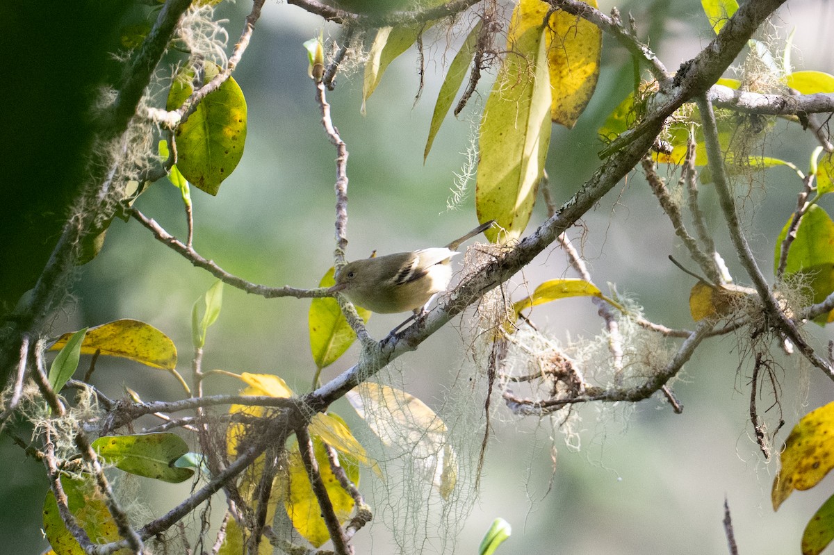 Jamaican Vireo - ML632589585