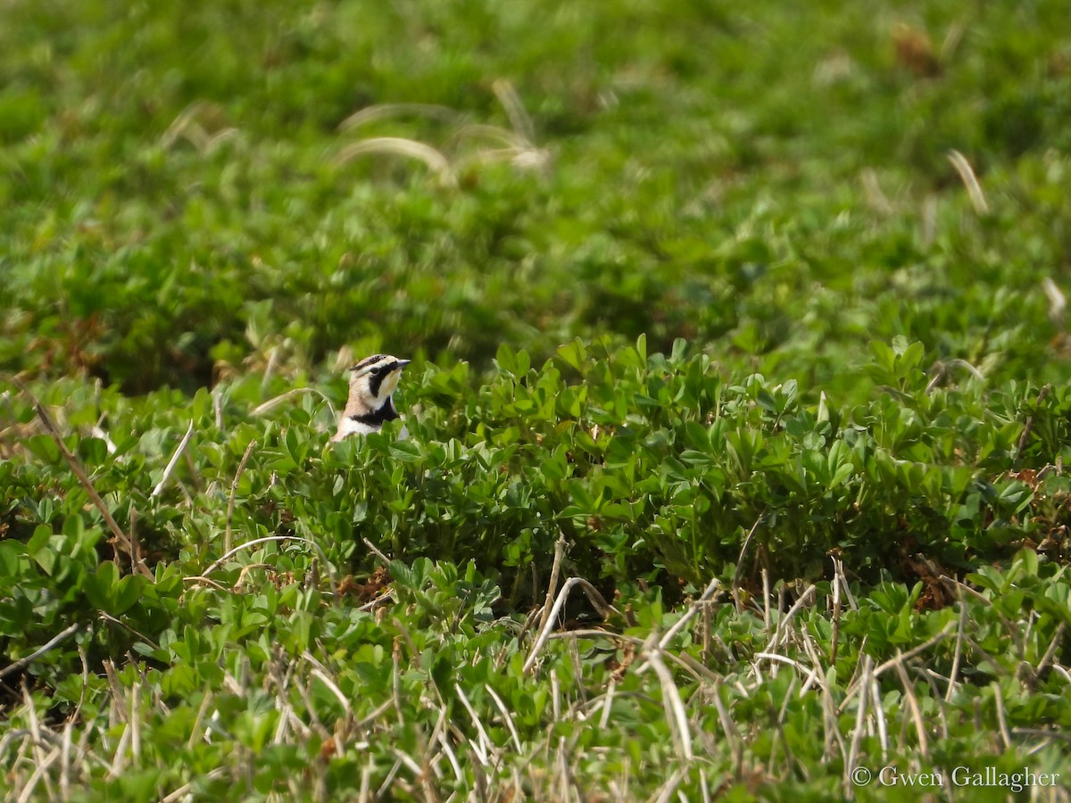 Horned Lark - ML632589619