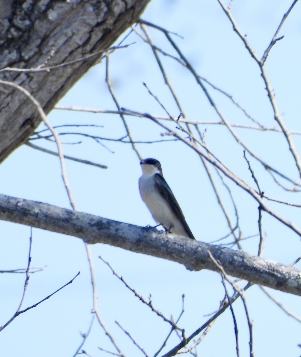 Tree Swallow - ML632589692