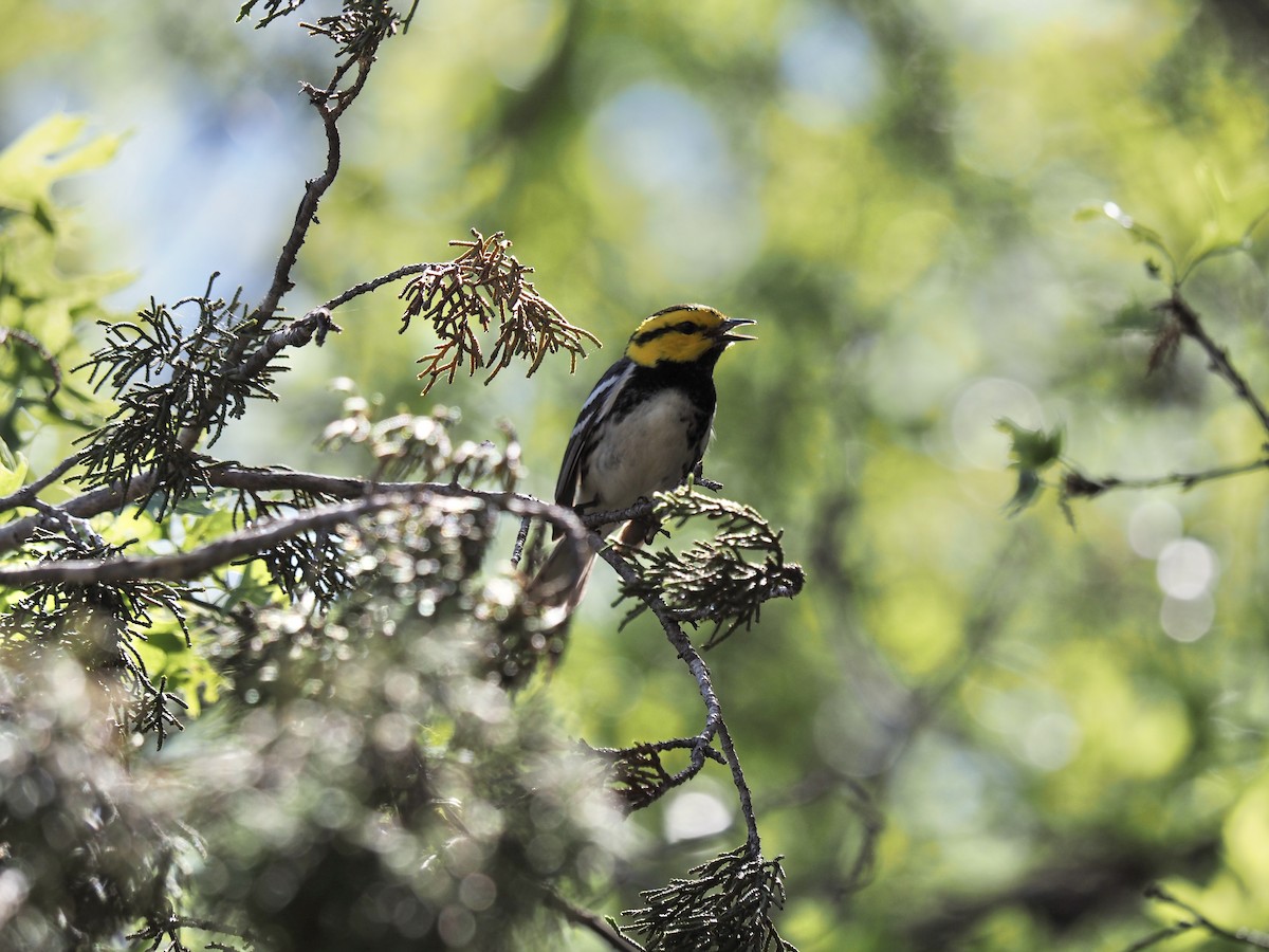 Golden-cheeked Warbler - ML632589694