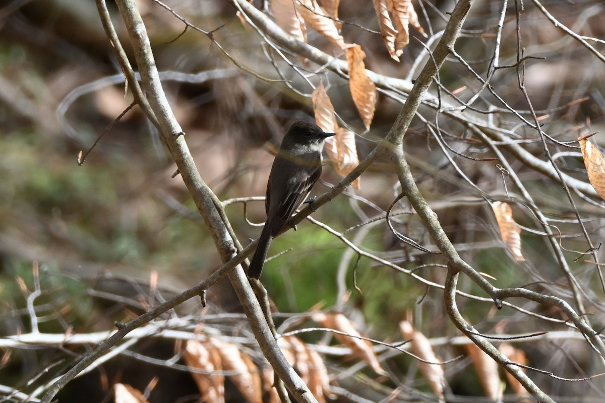 Eastern Phoebe - ML632589744