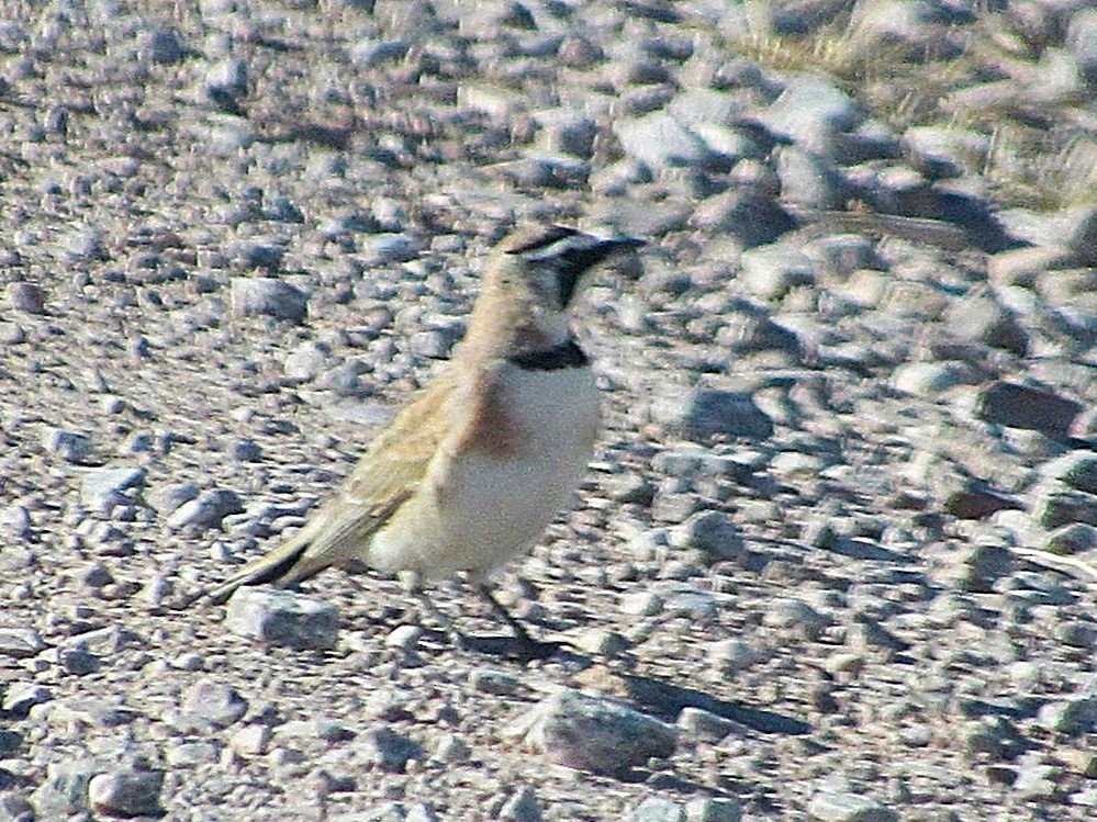 Horned Lark - ML632589748