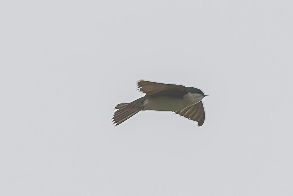Tree Swallow - ML632589750