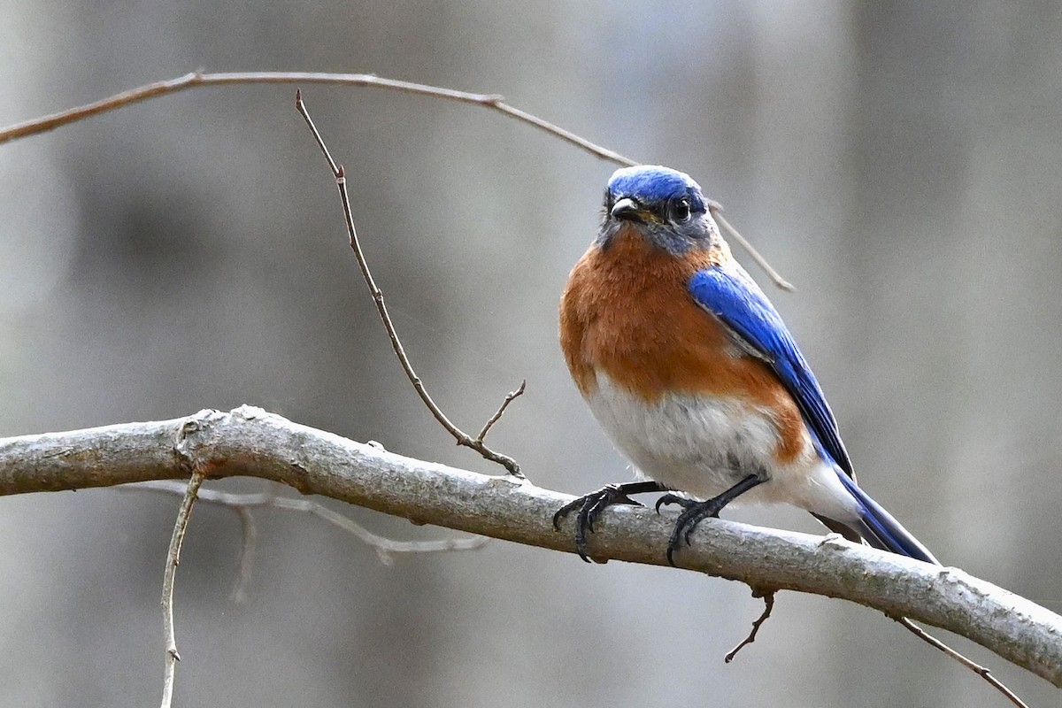 Eastern Bluebird - ML632589755