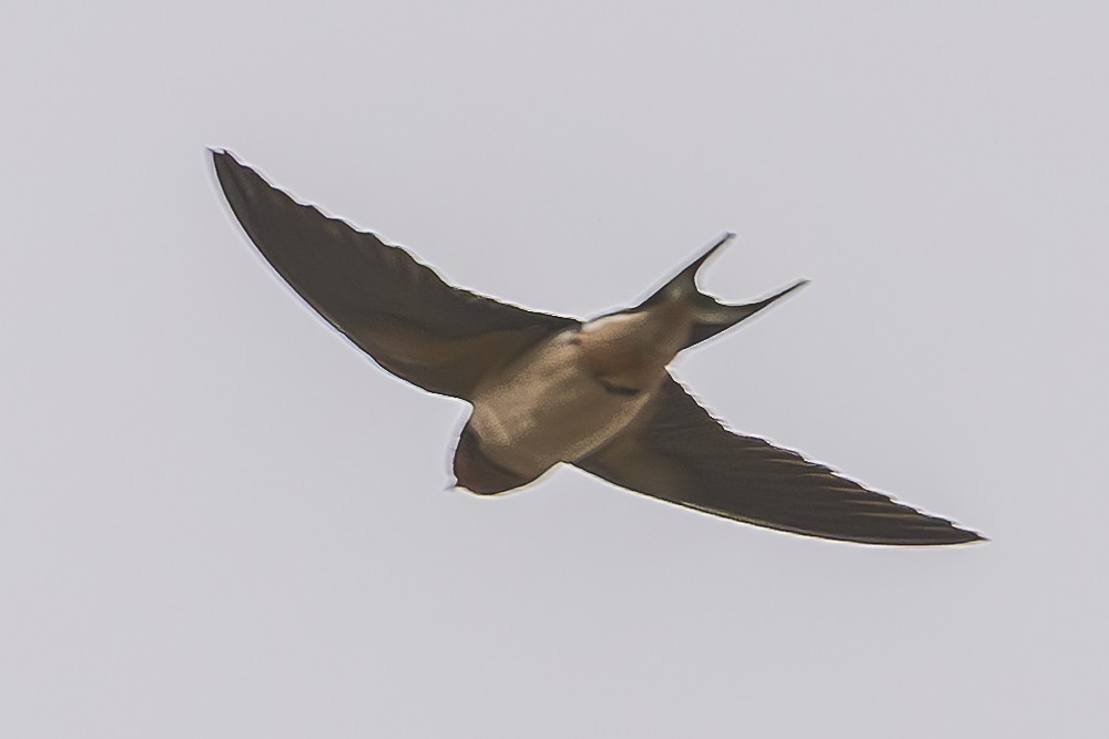 vlaštovka obecná (ssp. erythrogaster) - ML632589757