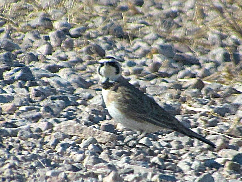 Horned Lark - ML632589763
