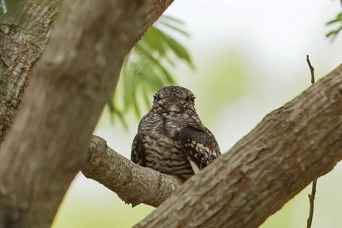 Lesser Nighthawk - ML632589847