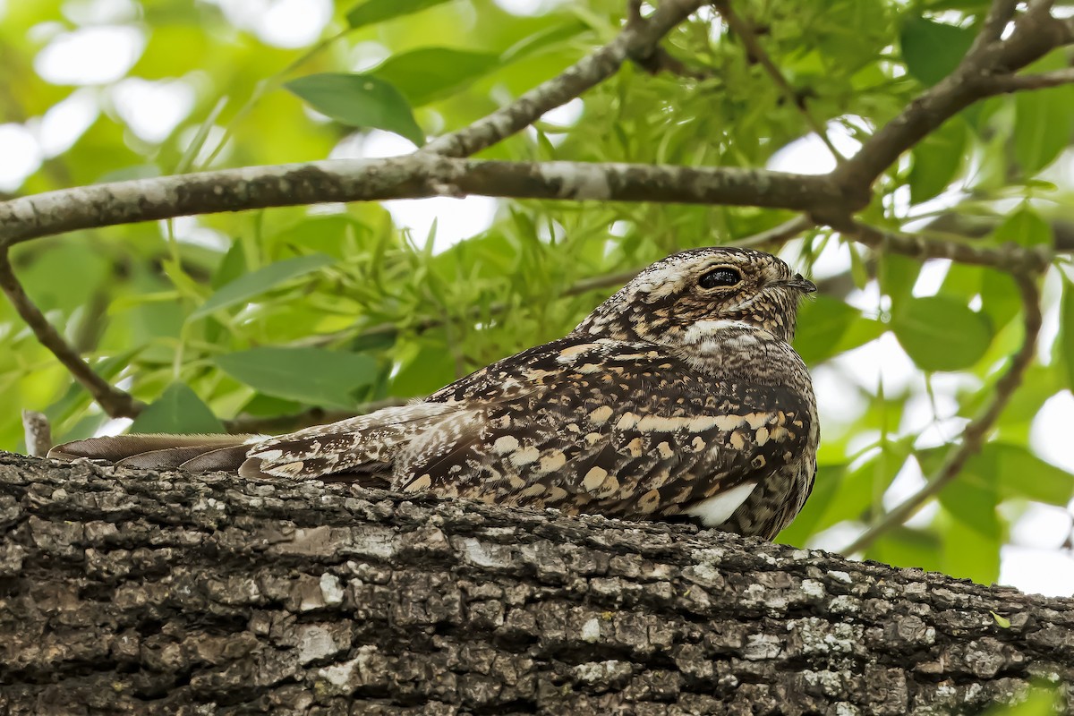 Lesser Nighthawk - ML632589849