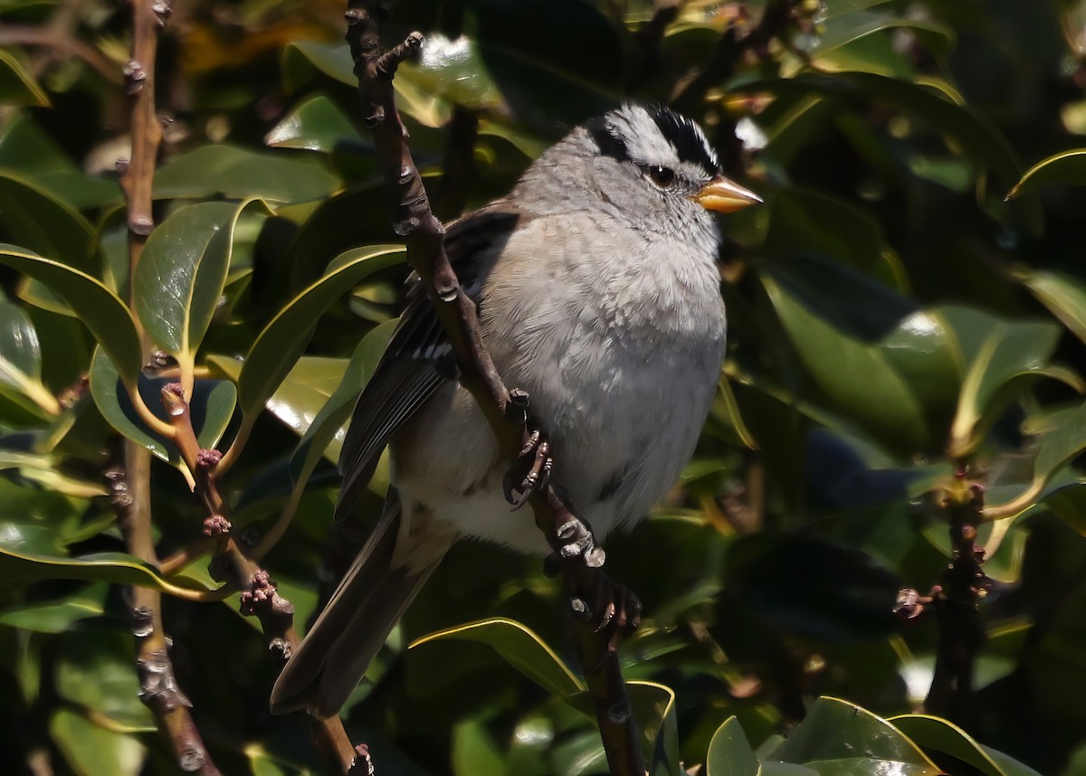 White-crowned Sparrow - ML632589868