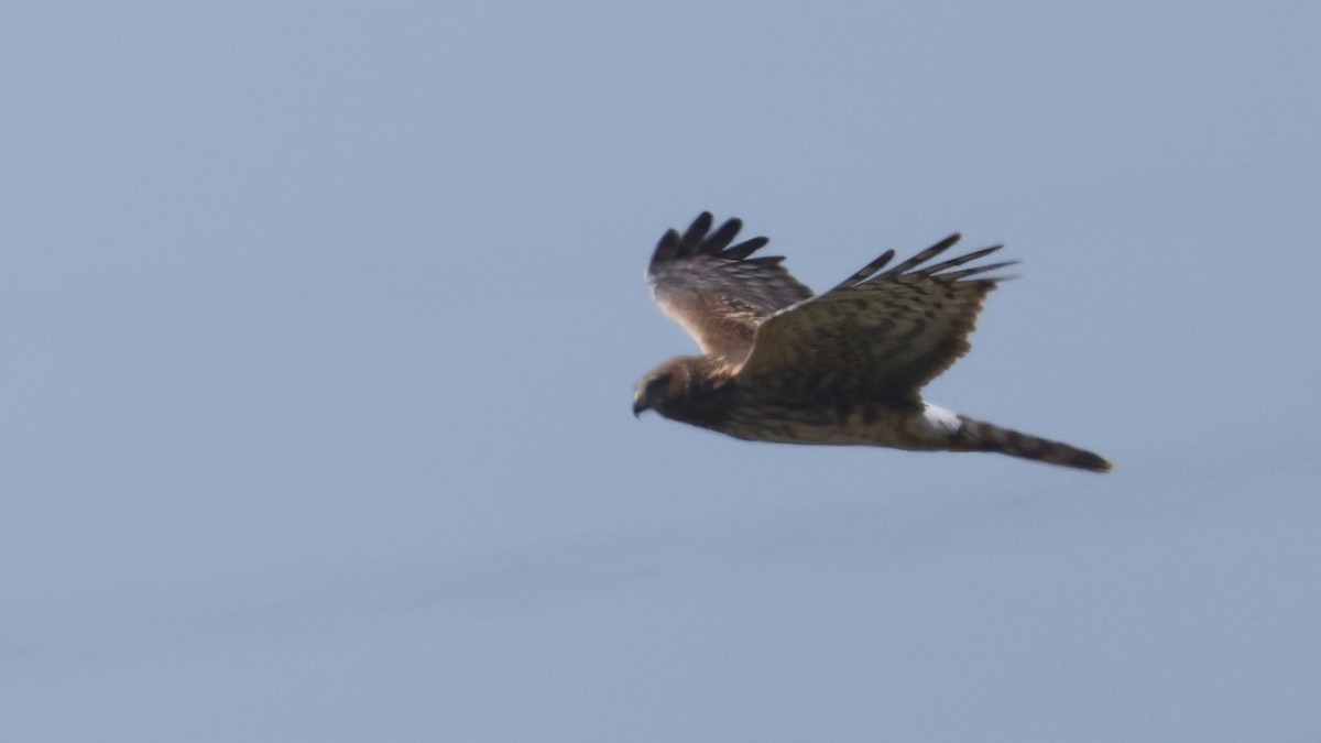 Northern Harrier - ML632589950