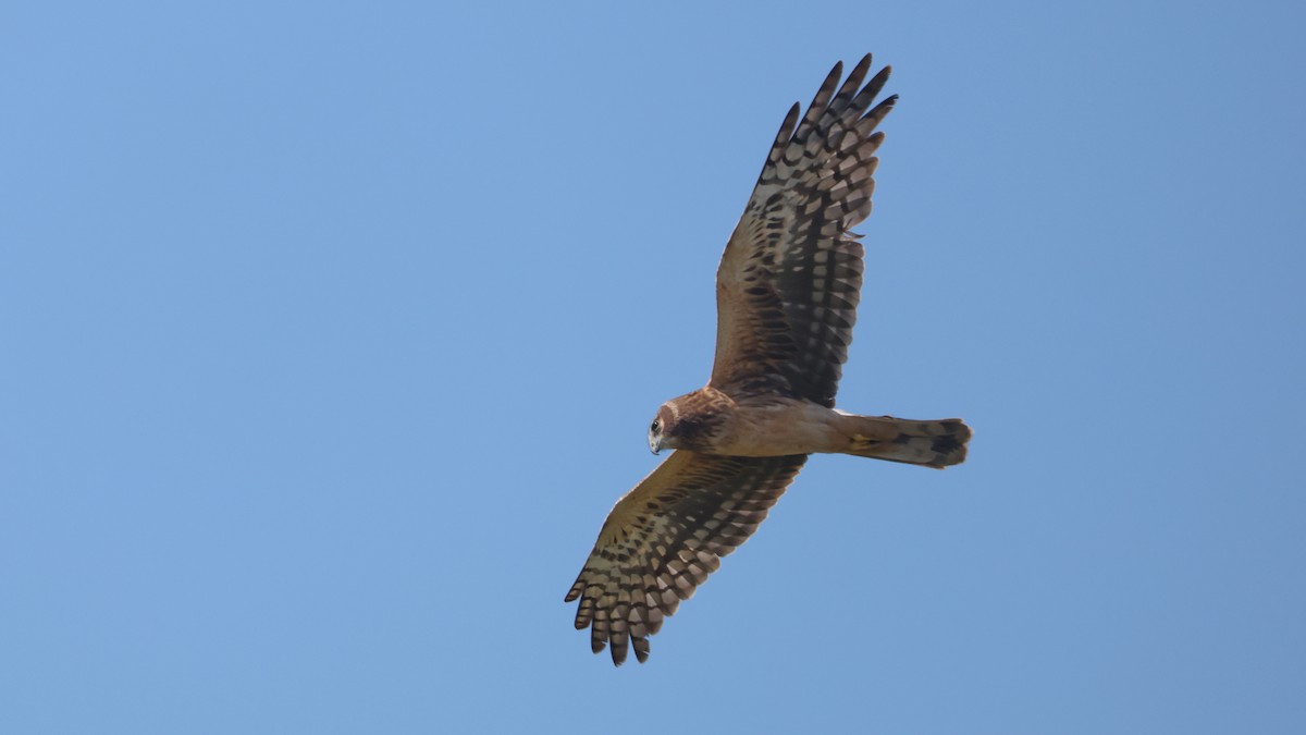 Northern Harrier - ML632589963