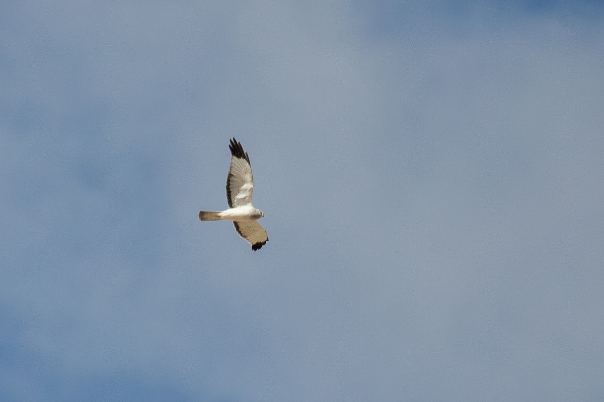 Northern Harrier - ML632589964