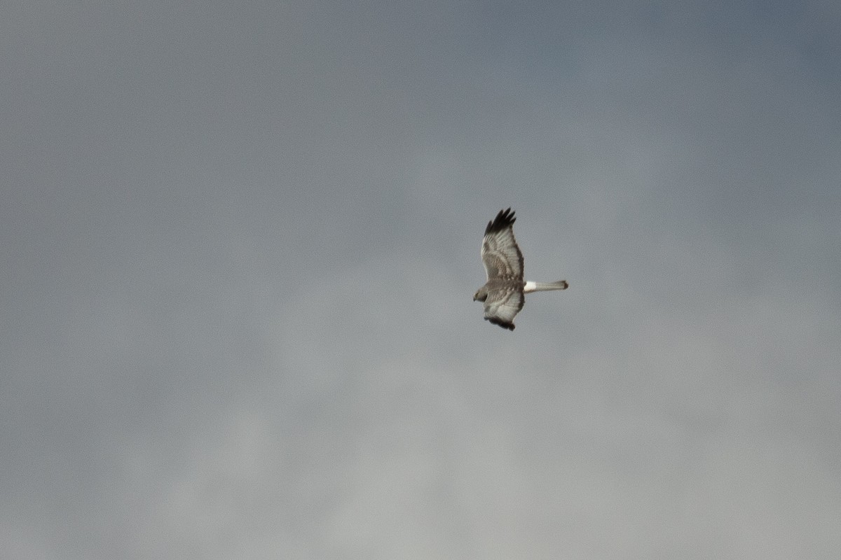 Northern Harrier - ML632589965