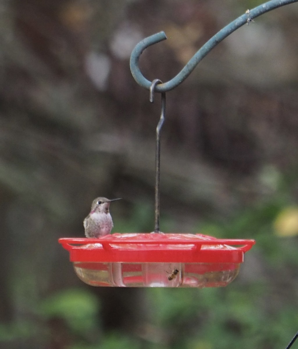Anna's Hummingbird - ML632589969