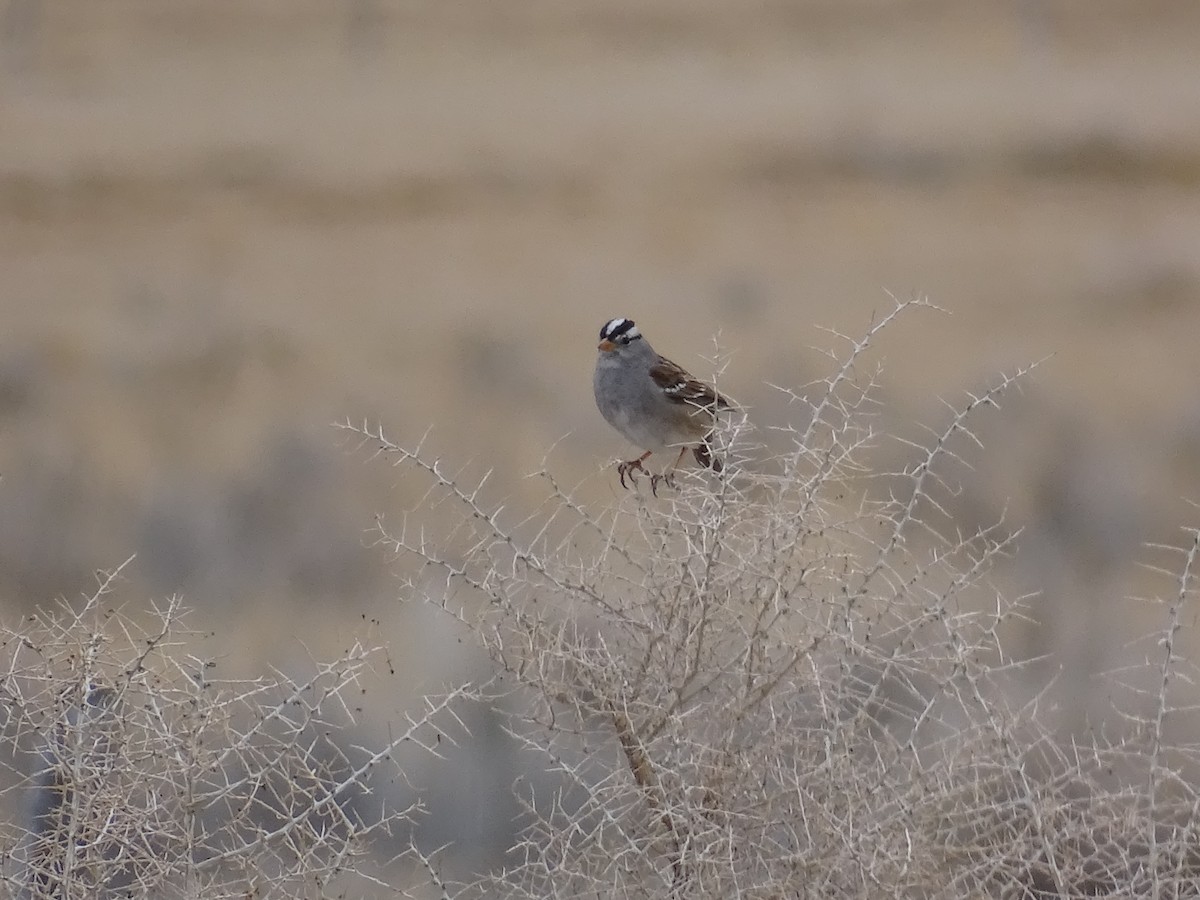 White-crowned Sparrow - ML632590019