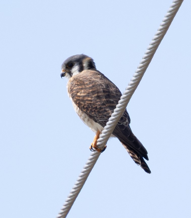 Belatz amerikarra - ML632590028