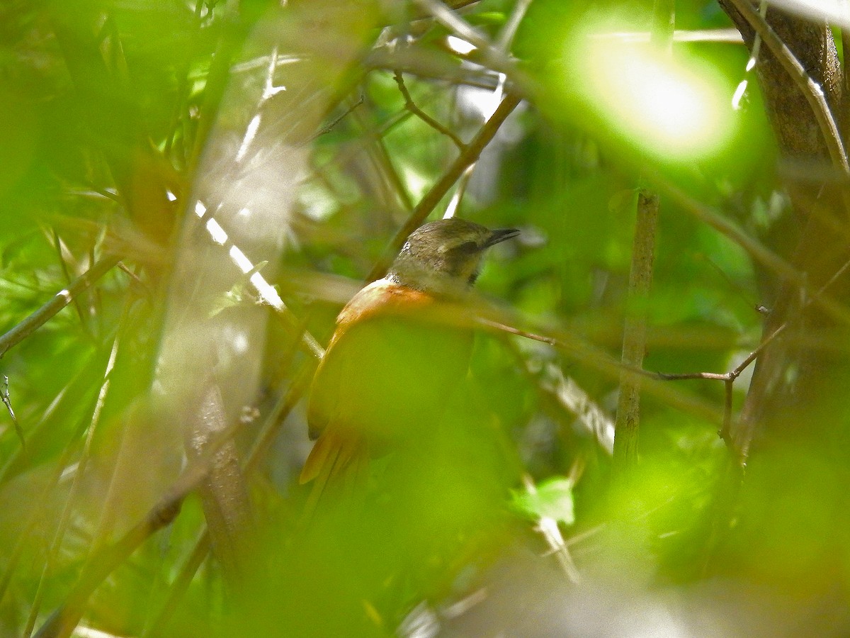 Ochre-cheeked Spinetail - ML632590054