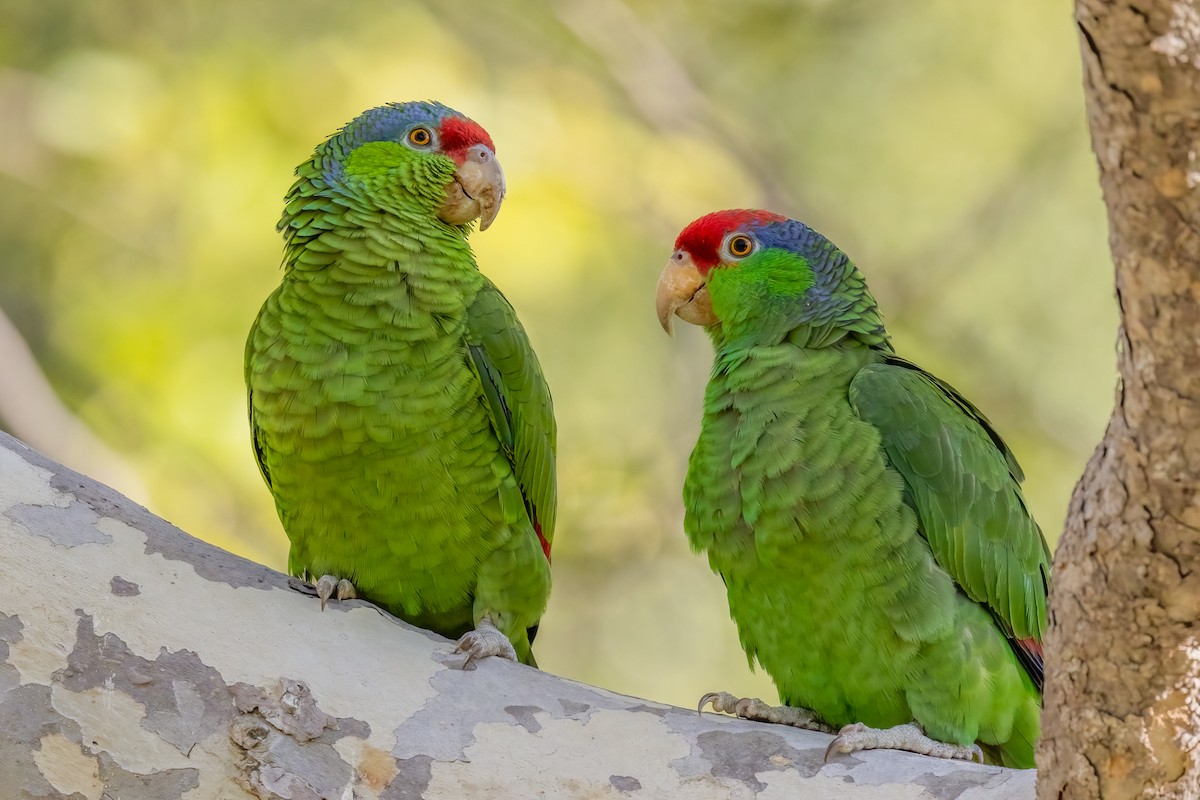 Lilac-crowned Amazon - ML632590114