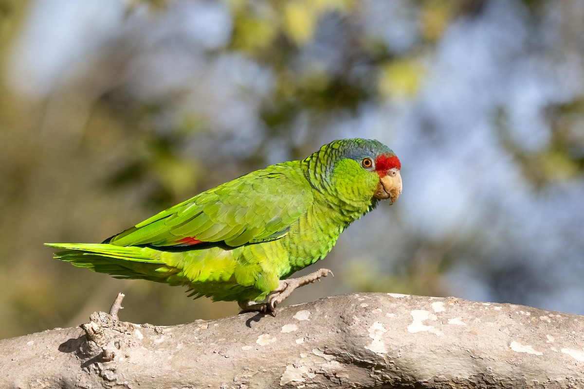 Lilac-crowned Amazon - ML632590132