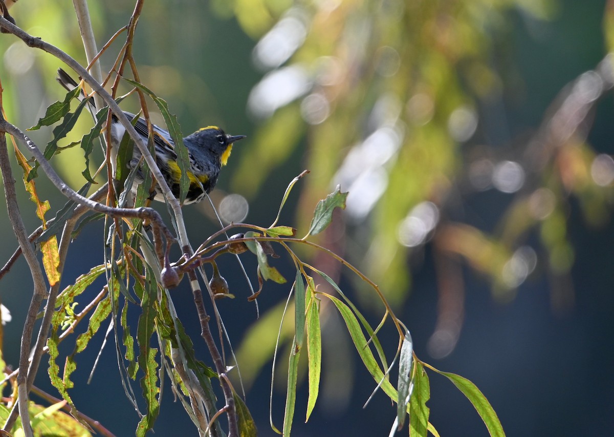 Yellow-rumped Warbler (Audubon's) - ML632590144