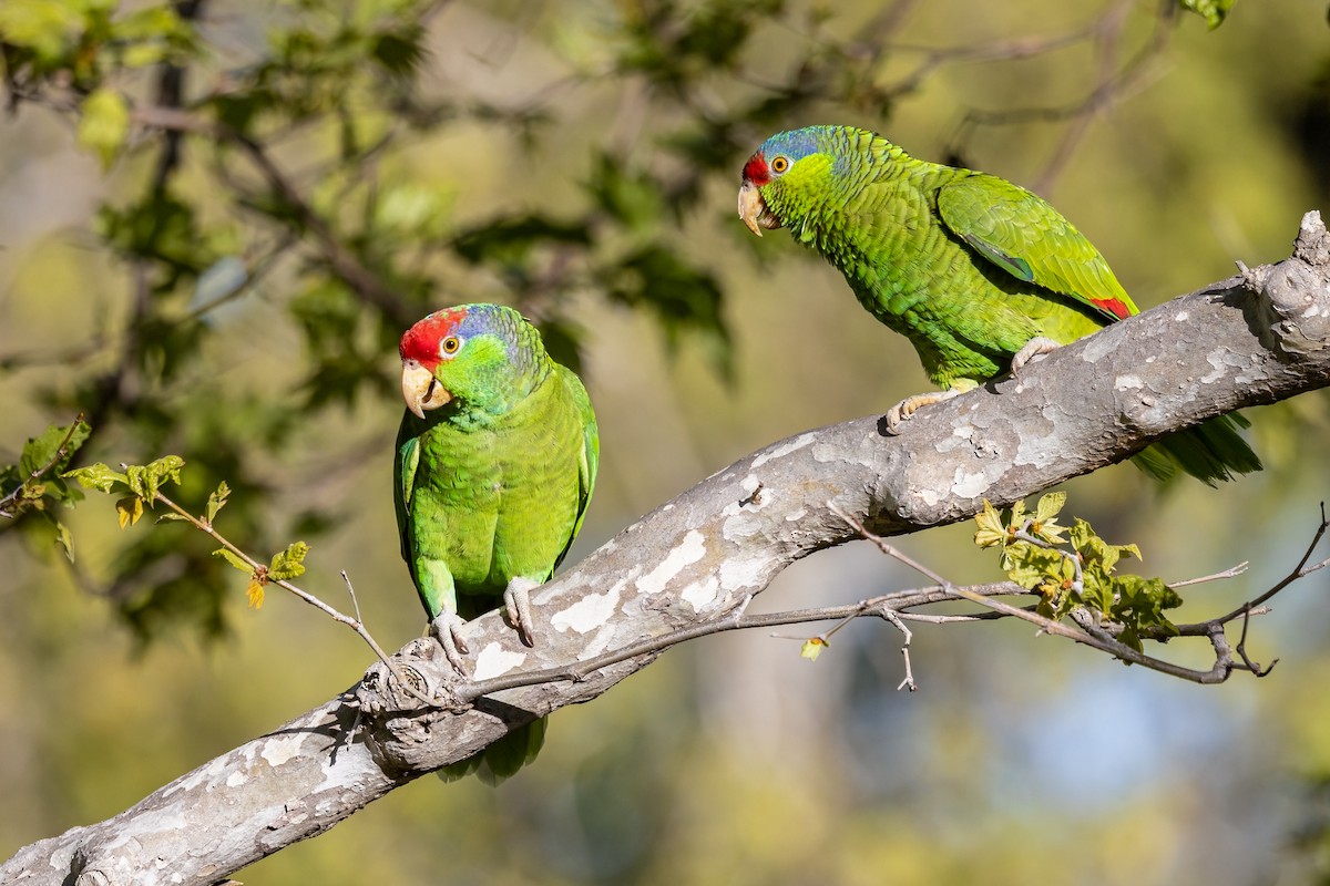 Lilac-crowned Amazon - ML632590152