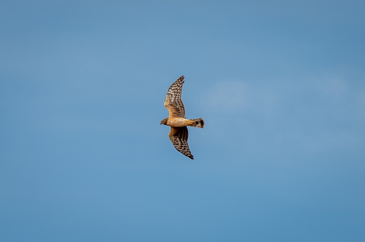 Northern Harrier - ML632590164