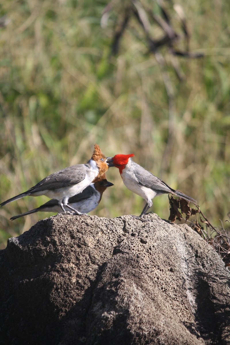 Red-crested Cardinal - ML632590333