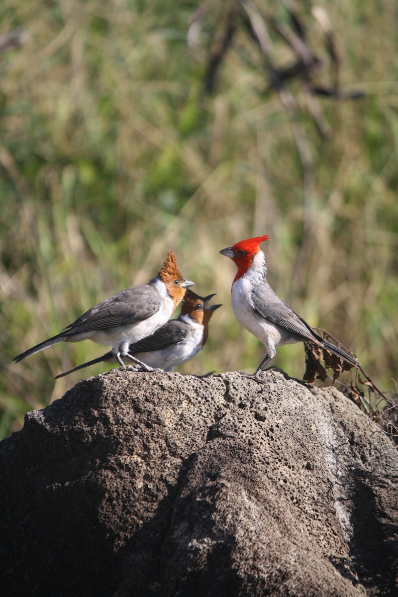 Red-crested Cardinal - ML632590340