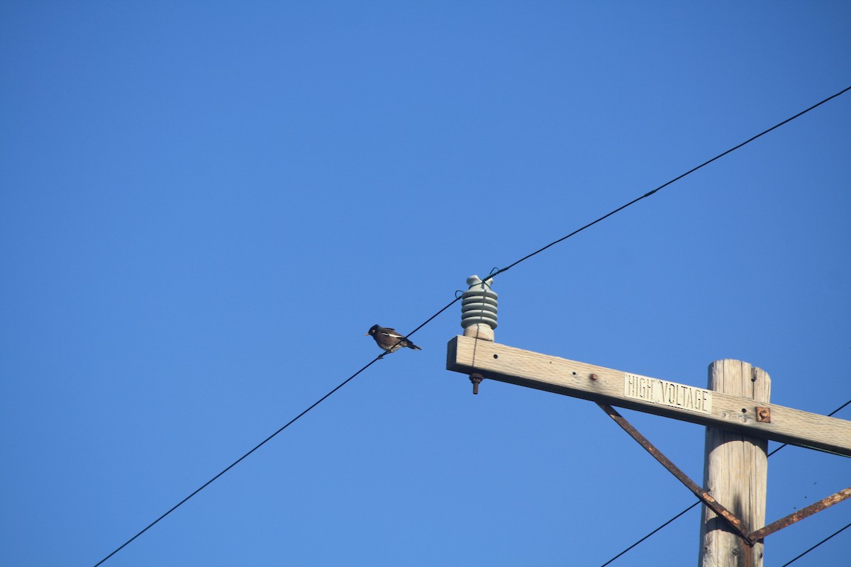 Common Myna - ML632590356