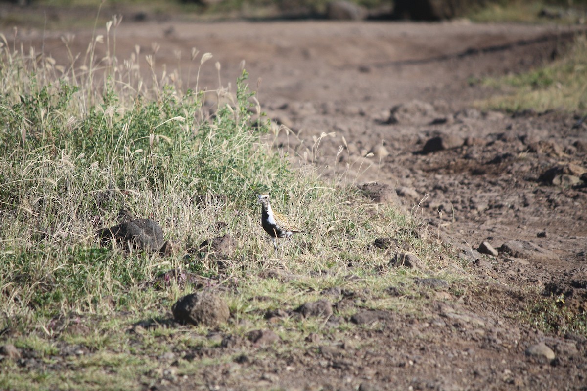 Pacific Golden-Plover - ML632590363