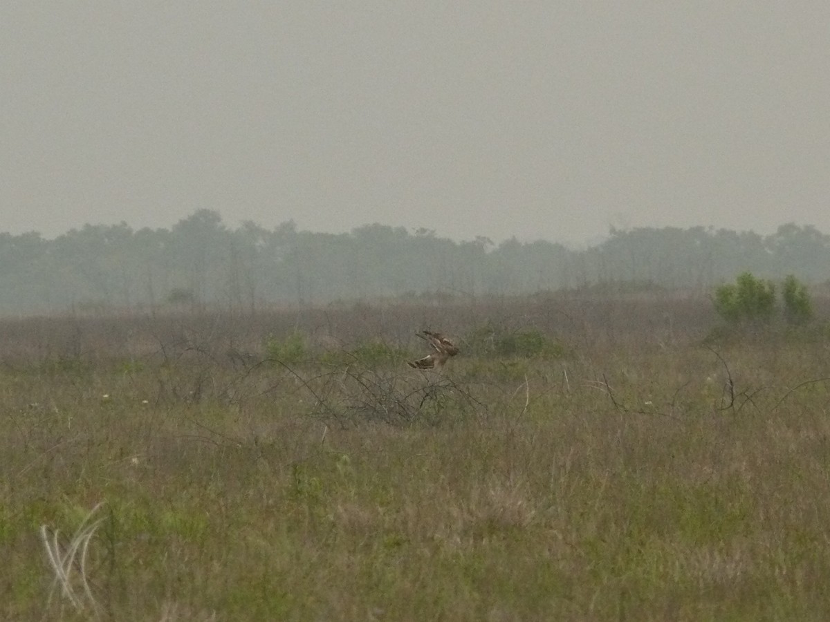 Northern Harrier - ML632590440