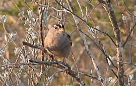 White-crowned Sparrow - ML632590556