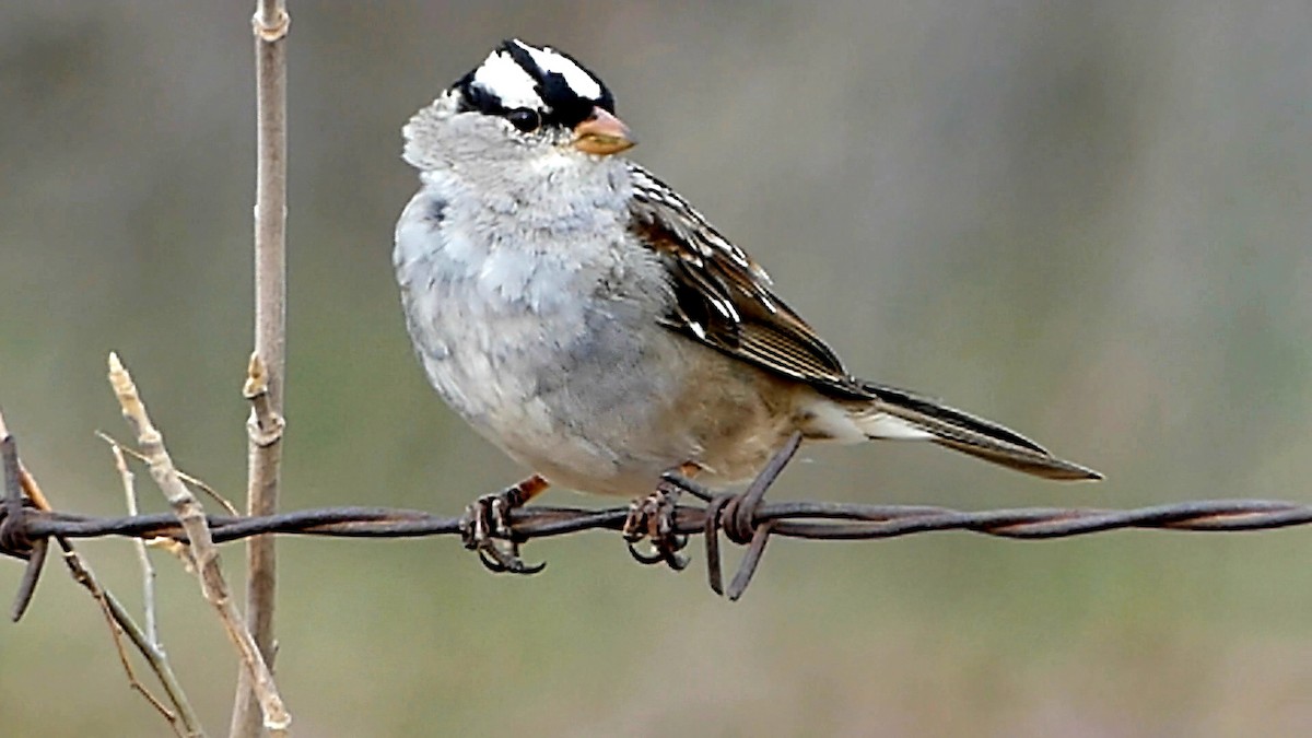 White-crowned Sparrow - ML632590557